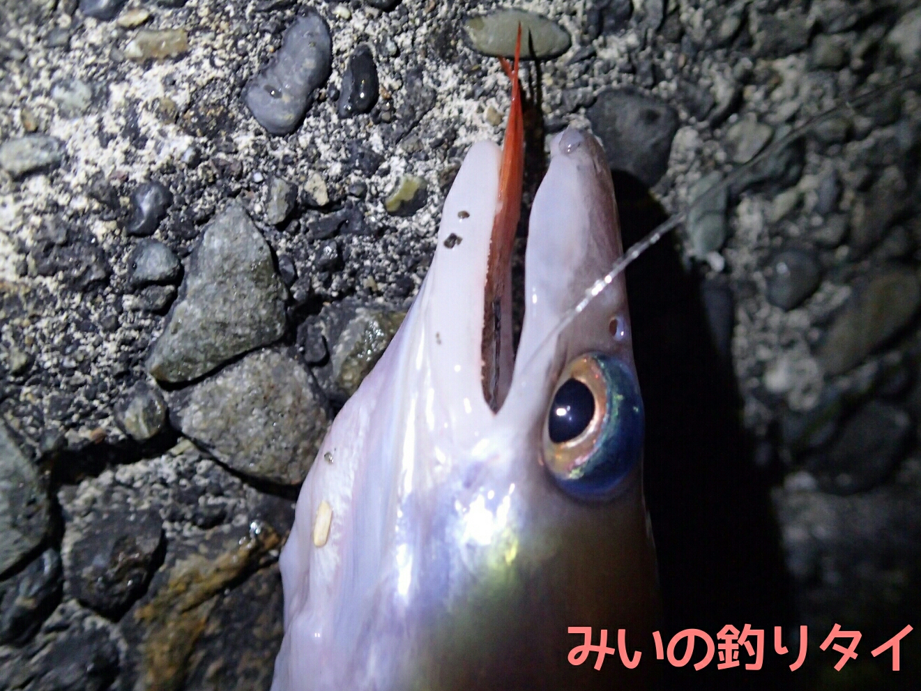 沼津で夜釣り みいの釣りタイ